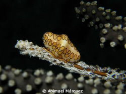 Flamingo Tongue, Saba Island. by Abimael Márquez 